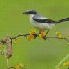 Shrike Bird Animal diamond painting