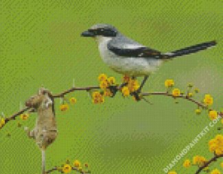 Shrike Bird Animal diamond painting