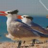 Sternidae Tern Bird diamond painting