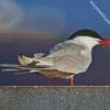 Sternidae Tern Bird diamond painting