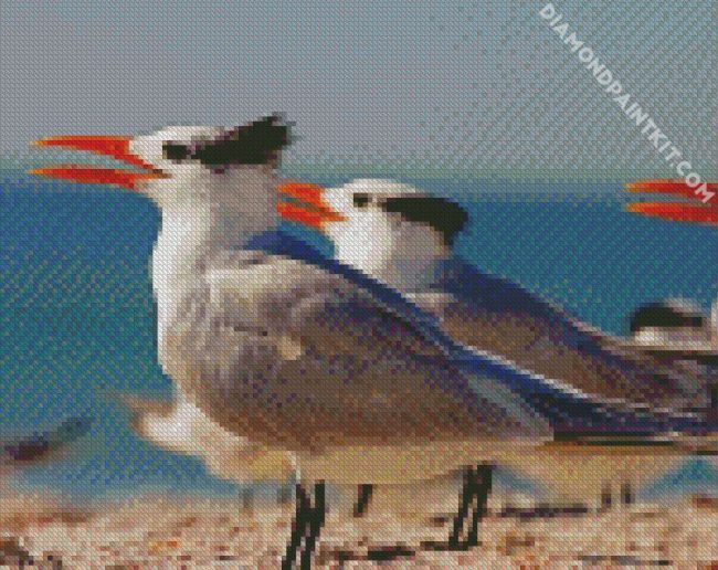 Sternidae Tern Bird diamond painting