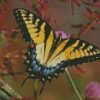 Swallowtail Butterfly diamond painting