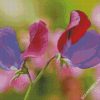 Sweet Pea diamond painting