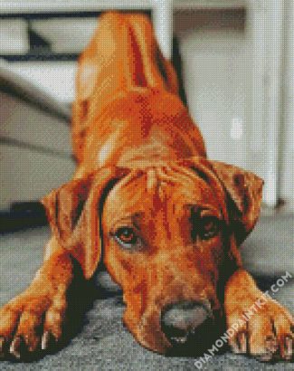 Adorable Ridgeback diamond painting