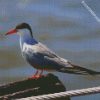 Aesthetic Sternidae Tern Bird diamond painting