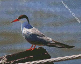 Aesthetic Sternidae Tern Bird diamond painting