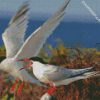 Aesthetic Sternidae Tern Birds diamond painting