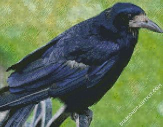 Aesthetic Black Rook Bird diamond painting