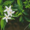 Aesthetic Jasmine Flowers diamond painting