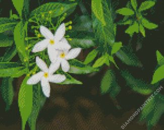 Aesthetic Jasmine Flowers diamond painting