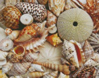 Aesthetic Seashell diamond painting