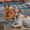 Aesthetic Street Dog Animal diamond painting