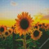 Aesthetic Sunflower diamond painting