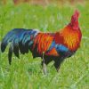 Bird Rooster diamond painting