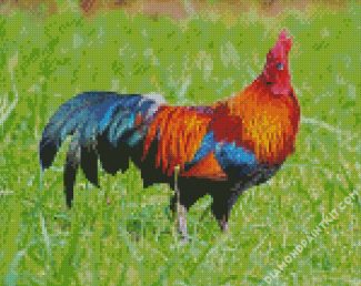 Bird Rooster diamond painting