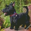 Black Scottish Terrier diamond painting