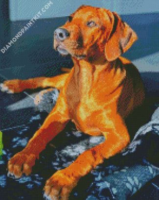 Brown Ridgeback diamond painting