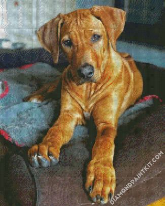 Brown Ridgeback Puppy diamond painting