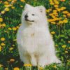 Cute Samoyed diamond painting