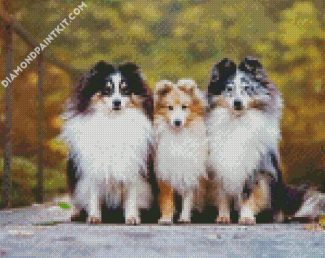 Cute Sheepdogs diamond painting