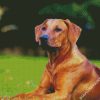 Rhodesian Ridgeback Dog diamond painting