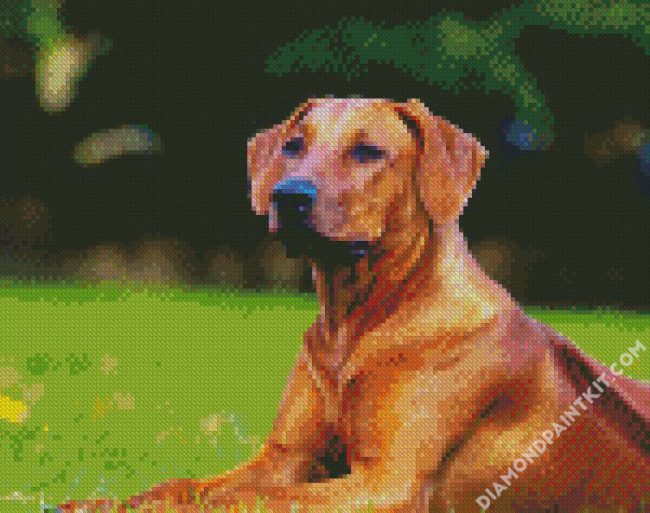 Rhodesian Ridgeback Dog diamond painting