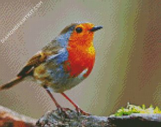 Robin Bird Illustration diamond painting