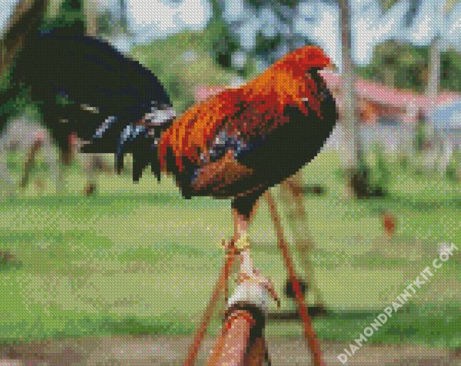 Rooster Bird diamond painting