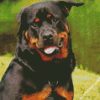 Rottweiler Dog diamond painting