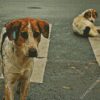 Street Dog diamond painting