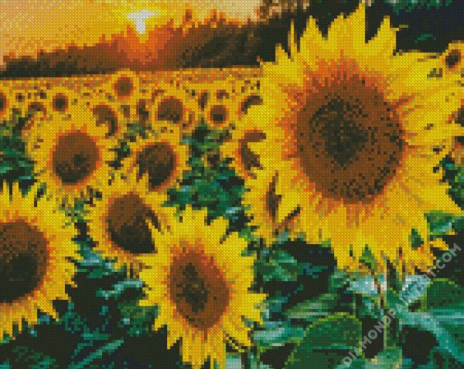 Sunflowers diamond painting