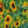 Sunflowers Art diamond painting