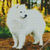 White Samoyed diamond painting