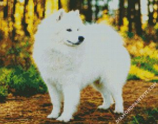 White Samoyed diamond painting