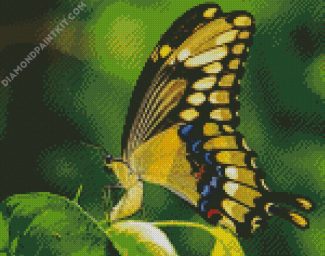 Anise Swallowtail Butterfly diamond painting