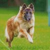 Belgian Tervuren Dog diamond painting