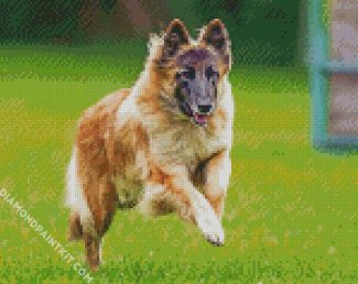 Belgian Tervuren Dog diamond painting