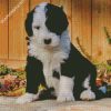 Black And White Sheepadoodle Dog diamond painting