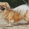 Blonde Tibetan Spaniel diamond painting