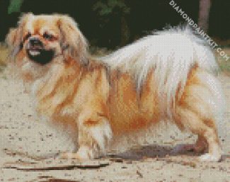 Blonde Tibetan Spaniel diamond painting