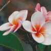 Blooming Plumeria diamond painting