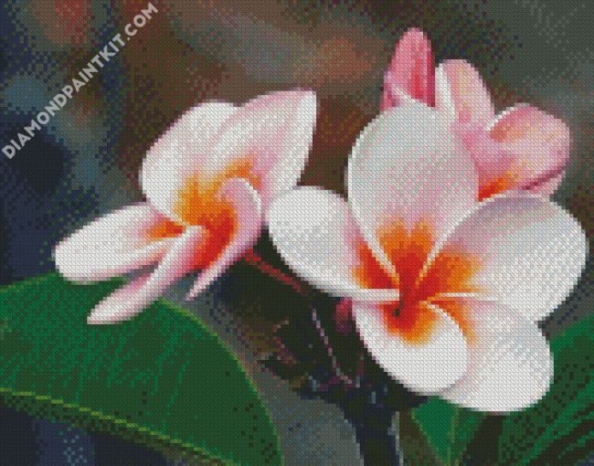 Blooming Plumeria diamond painting