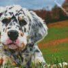 English Setter Puppy diamond painting