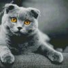 Grey Scottish Fold Cat diamond painting