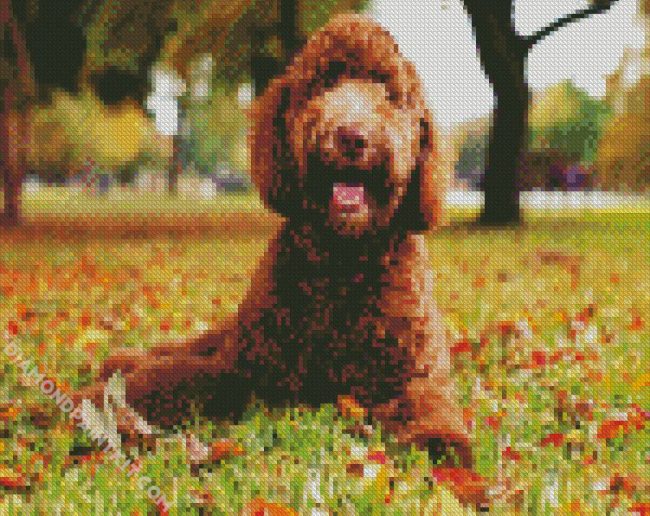 Labradoodle Dog diamond painting