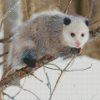 Opossum Animal diamond painting