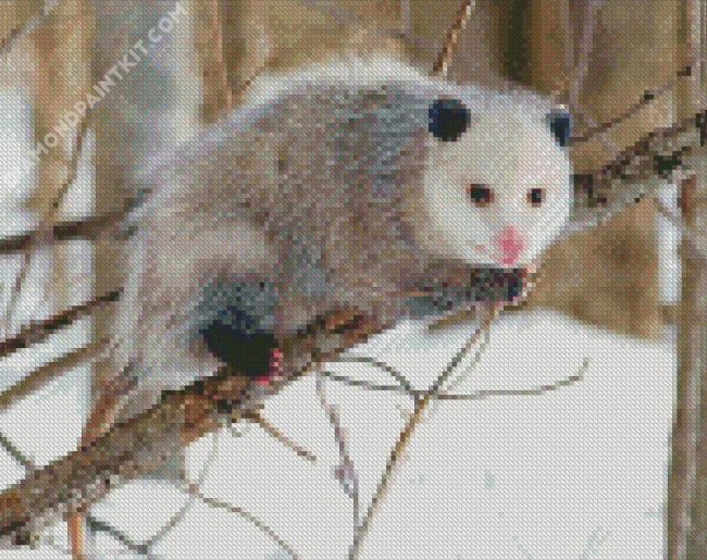 Opossum Animal diamond painting