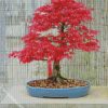 Pink Bonsai Tree diamond painting