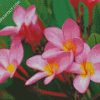 Pink Plumeria Frangipani diamond painting