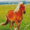 Pony In Field diamond painting